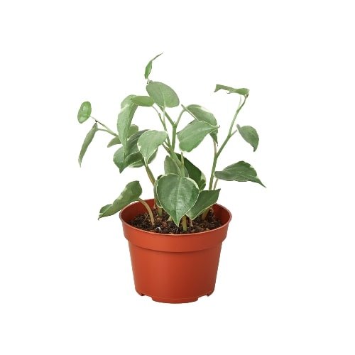 Peperomia 'Cupid' - Garden Gets