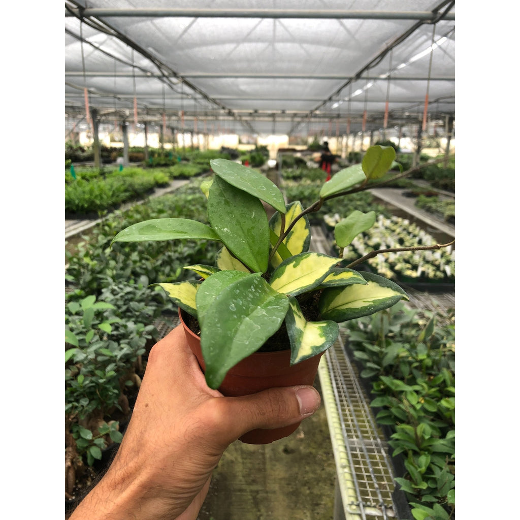 Hoya Carnosa 'Krimson Princess' - Garden Gets