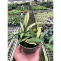 Hoya Wayetii Variegated - Garden Gets