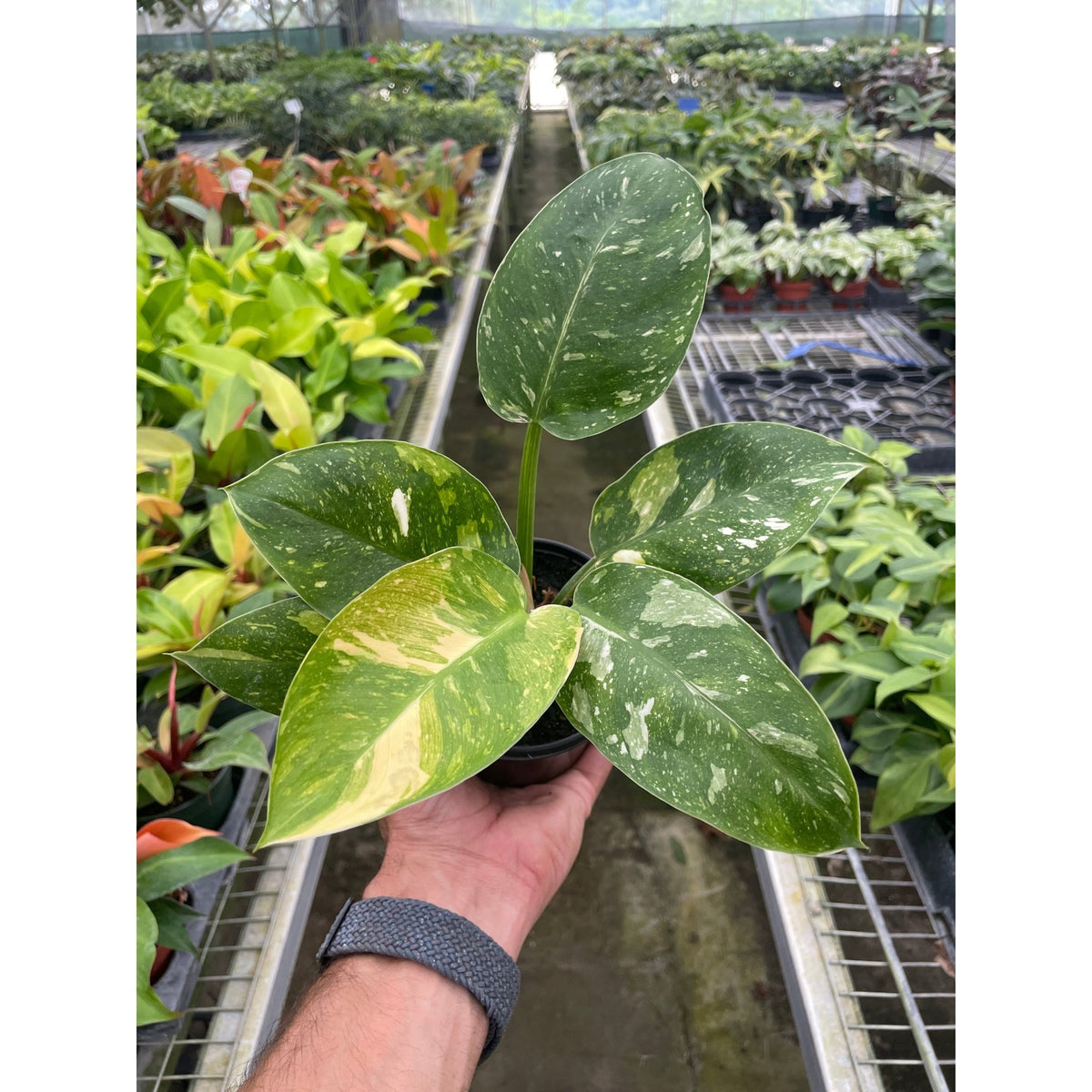 Philodendron 'Congo Nuclear' - Garden Gets