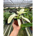 Philodendron 'Florida Ghost' - Garden Gets