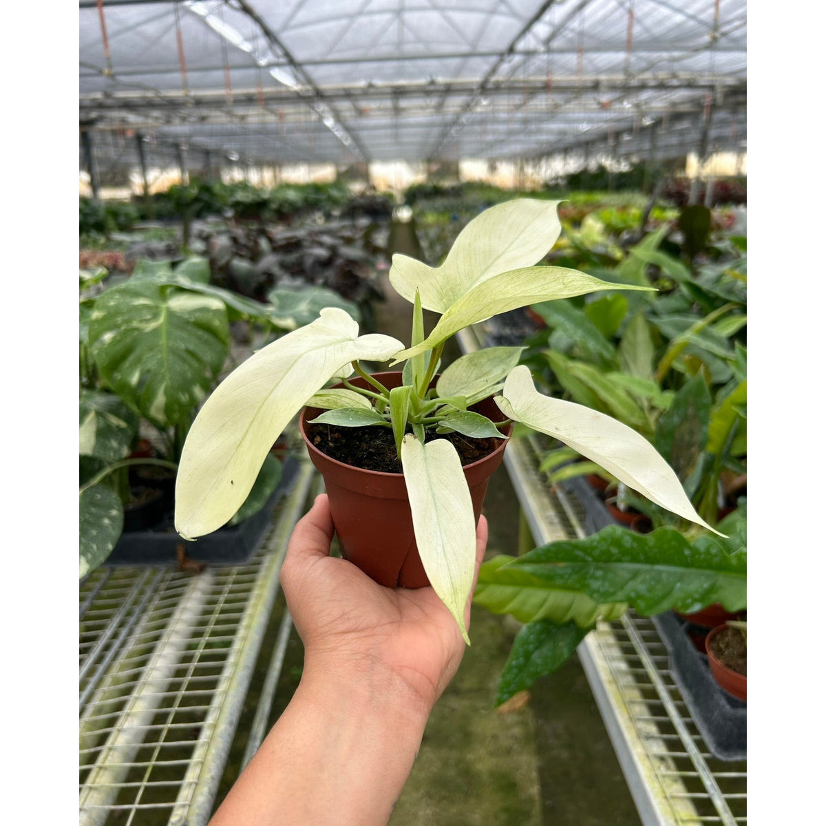 Philodendron 'Florida Ghost' - Garden Gets