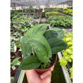 Pothos Jade Satin - Garden Gets