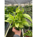Pothos 'Neon Queen' - Garden Gets