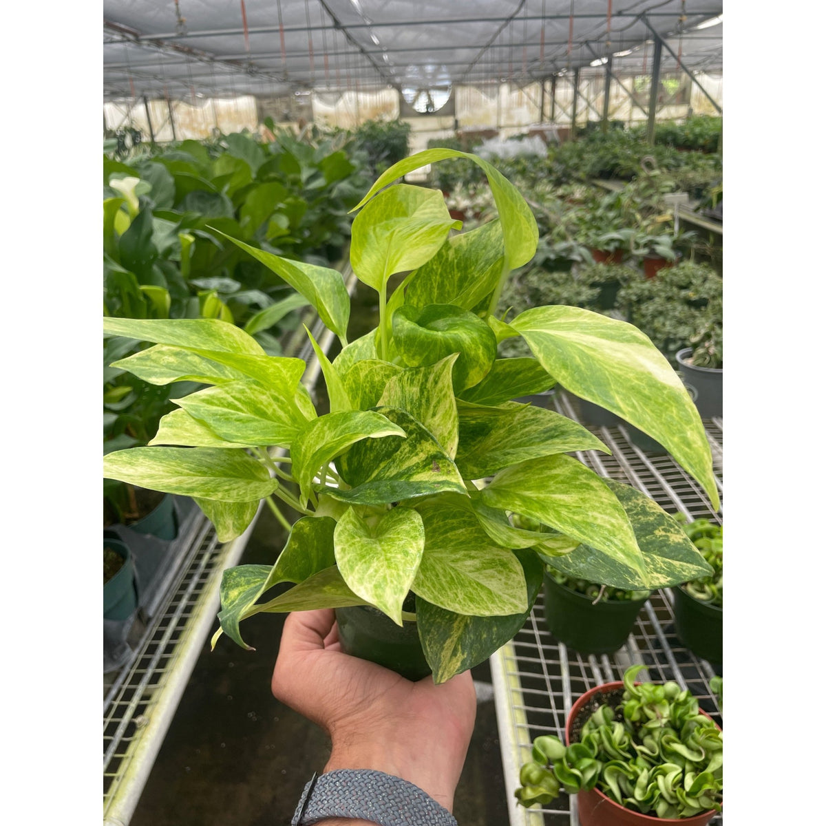 Pothos 'Neon Queen' - Garden Gets