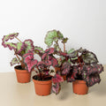 Begonia 'Rex' - 4 Pack Variety - Garden Gets