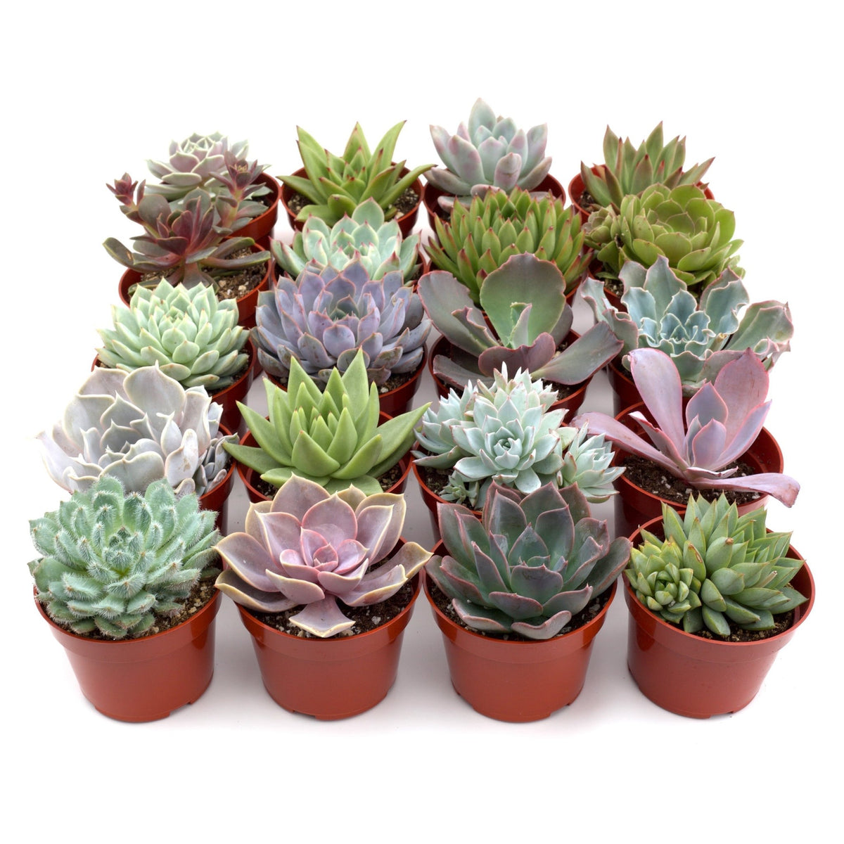 Succulent Variety Packs - Garden Gets