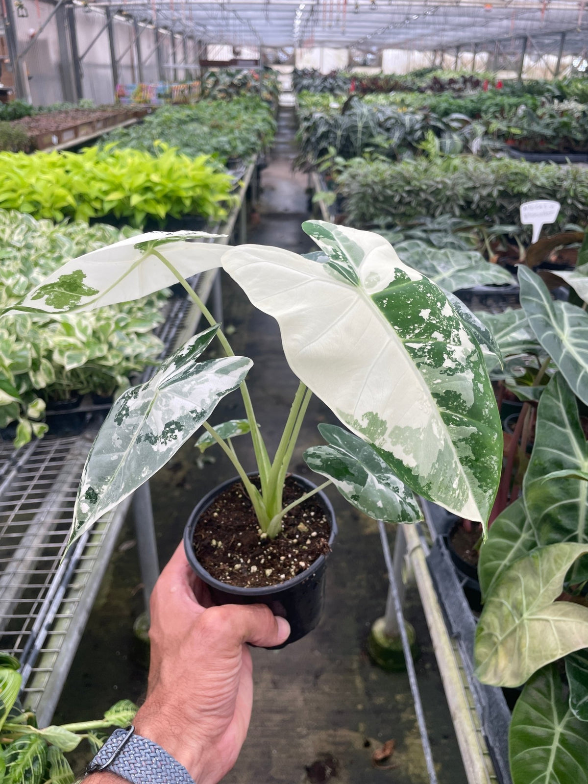 Alocasia Micholitziana 'Frydek' Variegated - Garden Gets