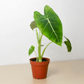 Alocasia Micholitziana 'Frydek' - Garden Gets