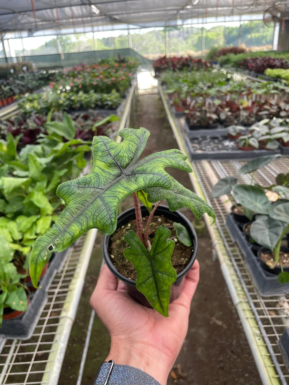 Alocasia 'Jacklyn' - Garden Gets