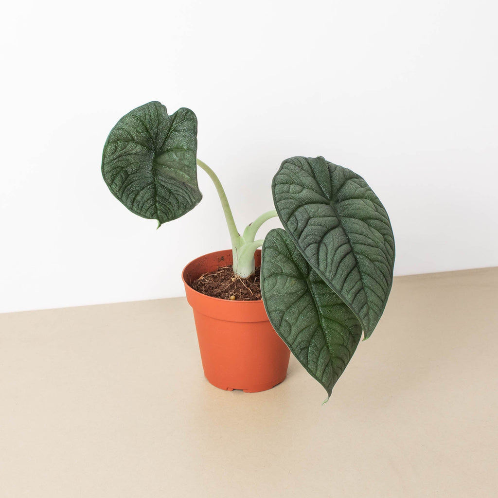 Alocasia 'Melo' - Garden Gets
