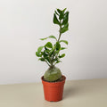 Ant Plant - Garden Gets