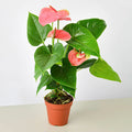 Anthurium 'Pink' - Garden Gets