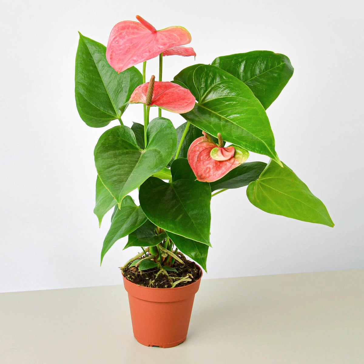 Anthurium 'Pink' - Garden Gets