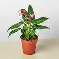 Anthurium 'Purple' - Garden Gets