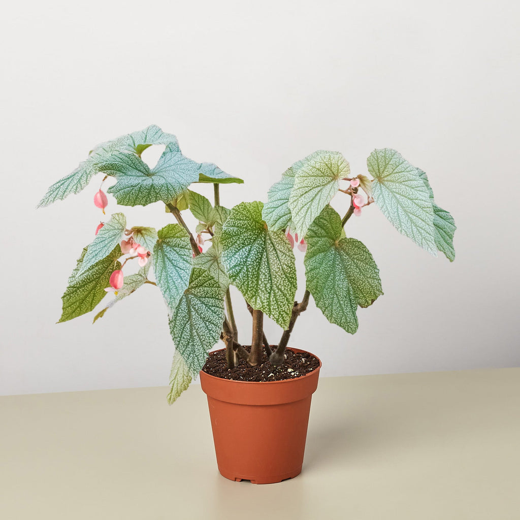 Begonia 'Frosty' - Garden Gets