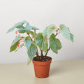 Begonia 'Frosty' - Garden Gets