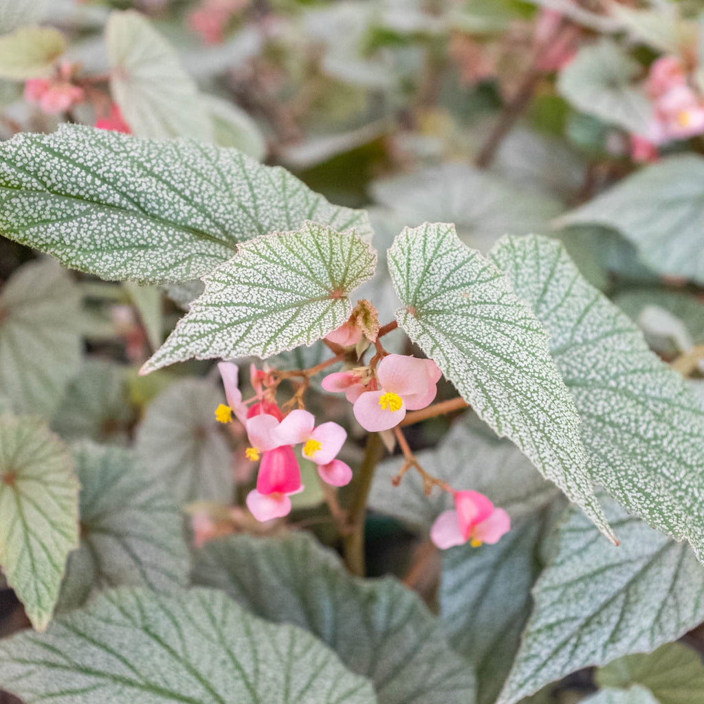 Begonia 'Frosty' - Garden Gets