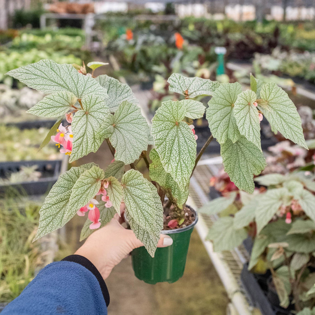 Begonia 'Frosty' - Garden Gets
