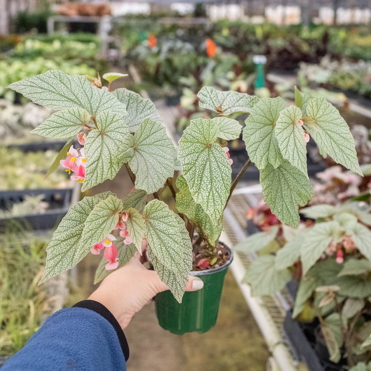 Begonia 'Frosty' - Garden Gets