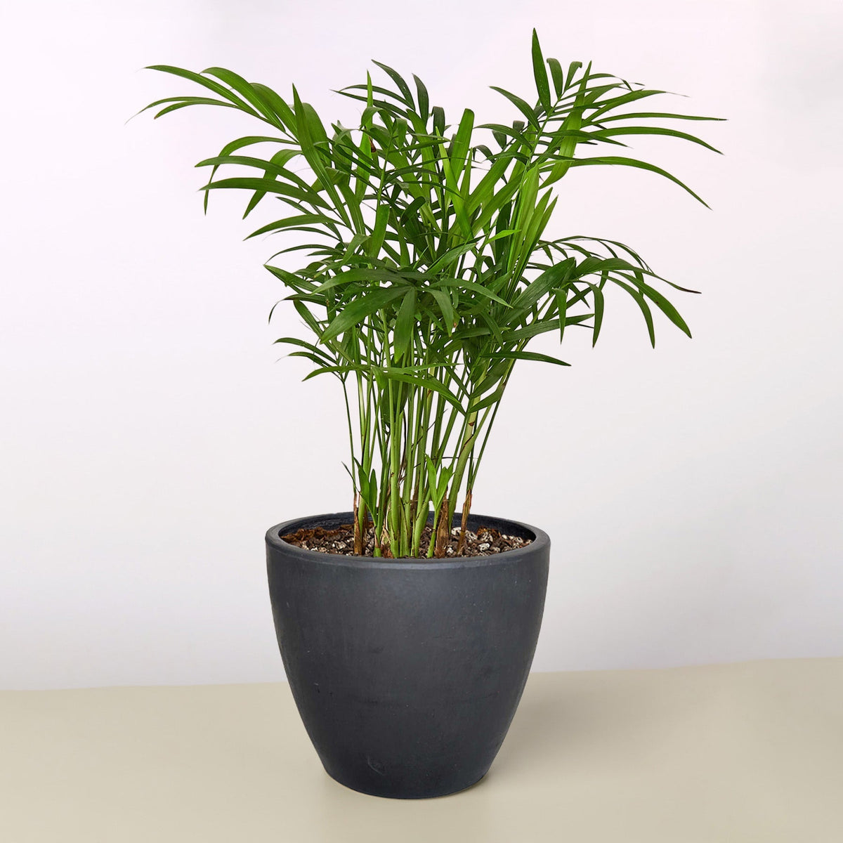 Parlor Palm - Garden Gets