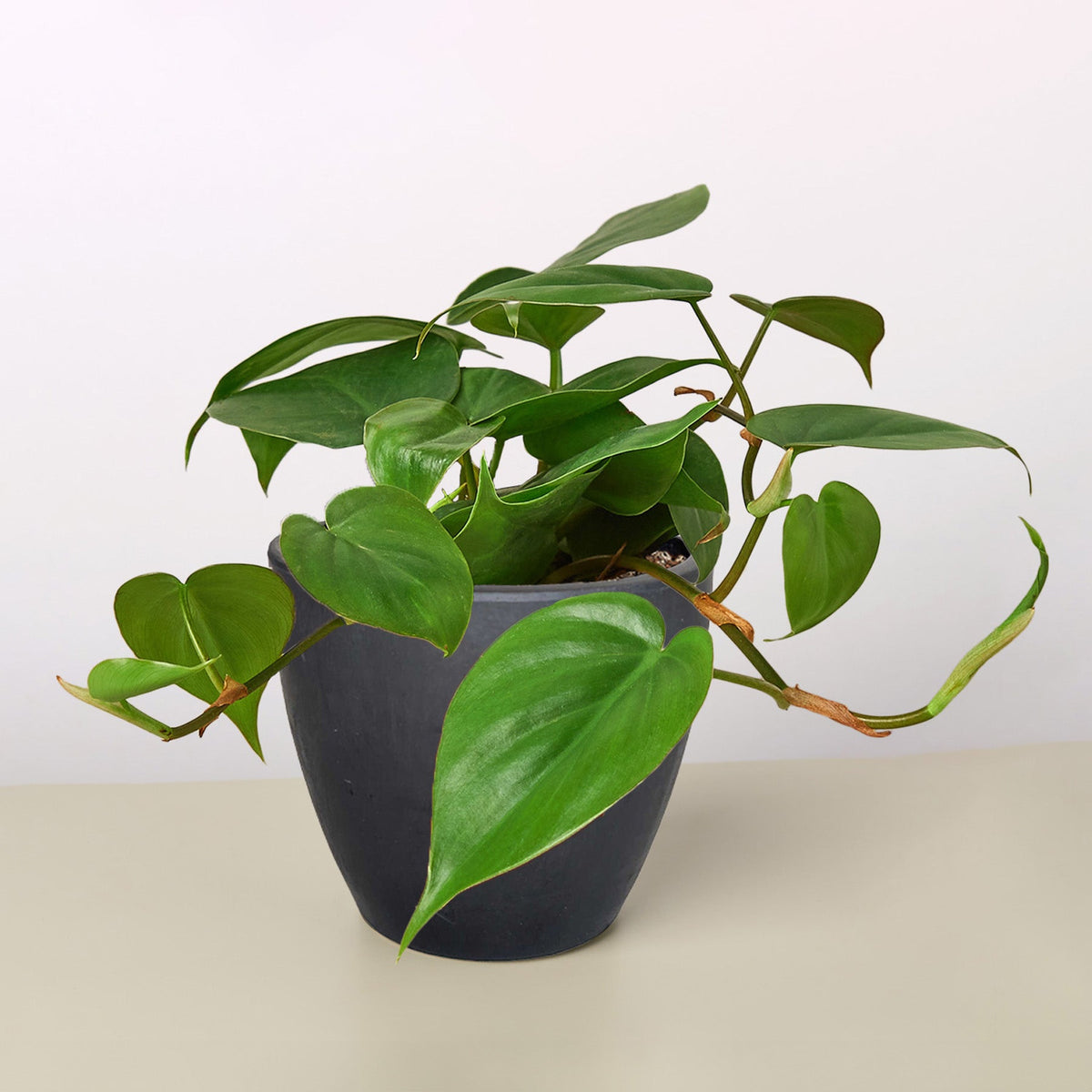 Philodendron Cordatum 'Heartleaf' - Garden Gets