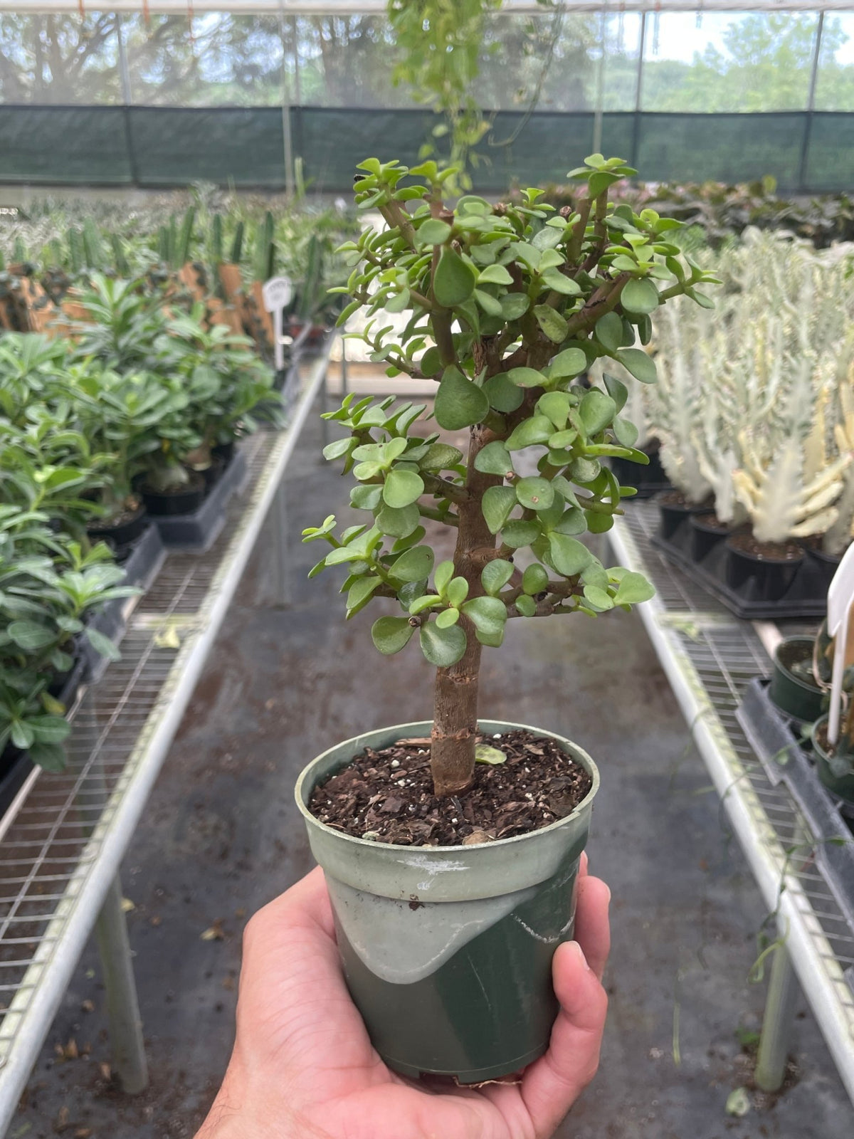 Bonsai Jade Dwarf Green - Garden Gets