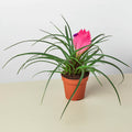 Bromeliad Cyanea 'Pink Quill' - Garden Gets