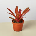 Bromeliad 'Fireball' - Garden Gets