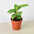 Calathea Concinna 'Freddie' - Garden Gets