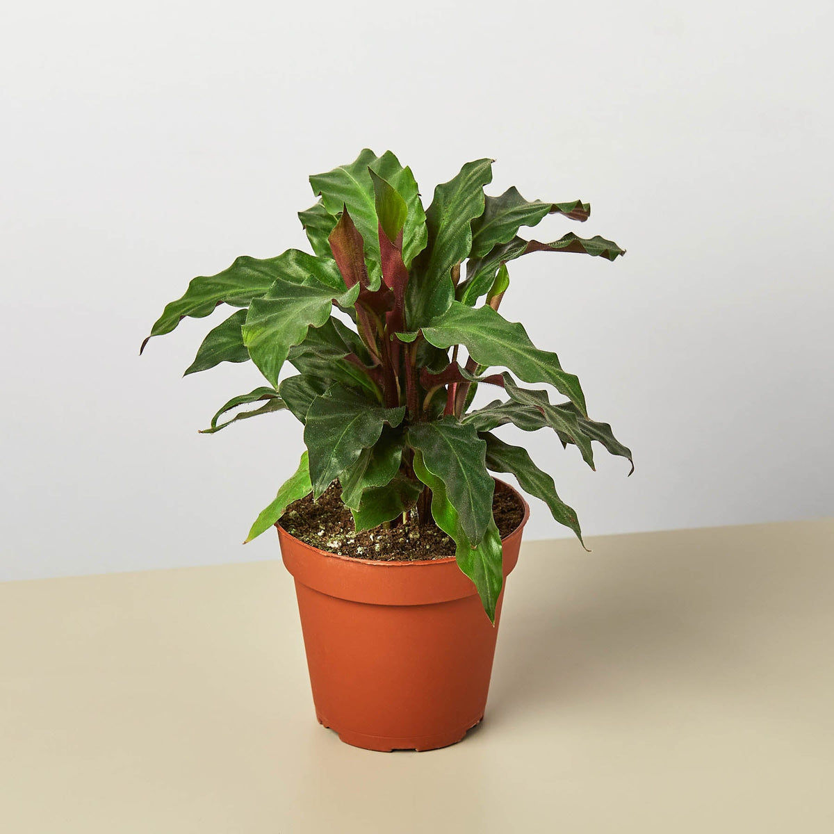 Calathea Rufibarba 'Furry Feather' - Garden Gets
