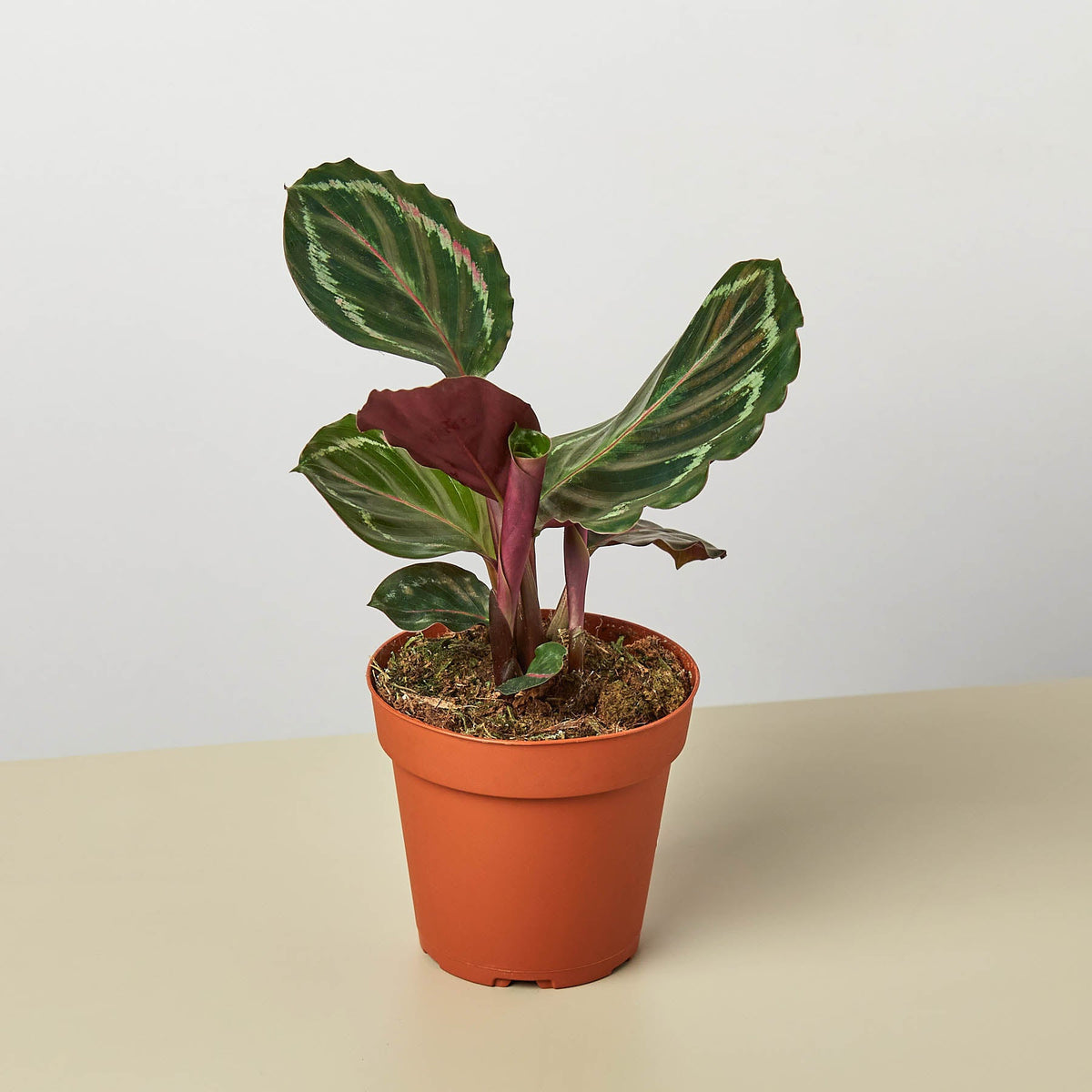 Calathea Roseopicta 'Medallion' - Garden Gets