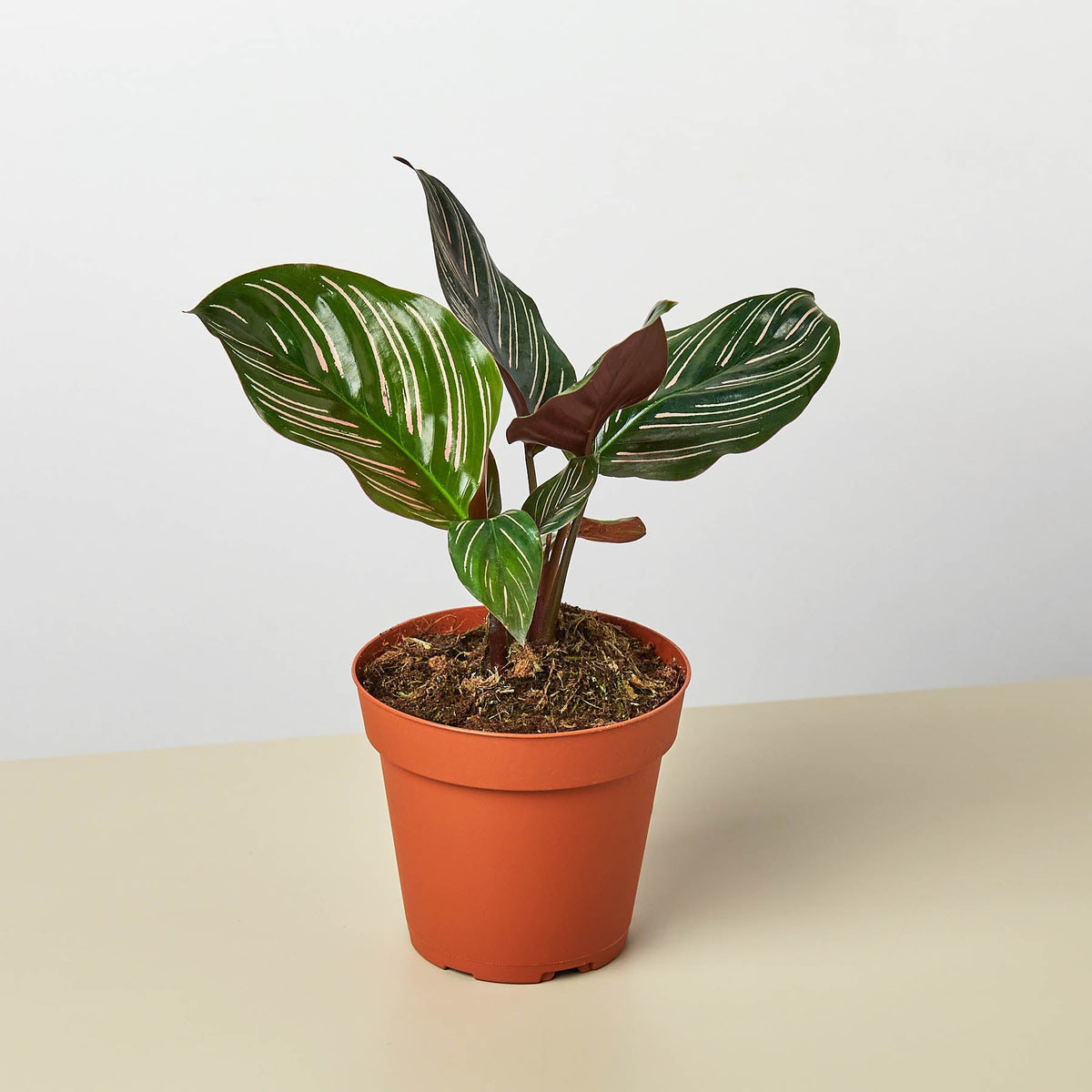 Calathea 'Ornata' - Garden Gets