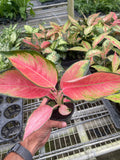 Chinese Evergreen 'Pink Pearl' - Garden Gets