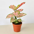 Chinese Evergreen 'Lady Valentine' - Garden Gets