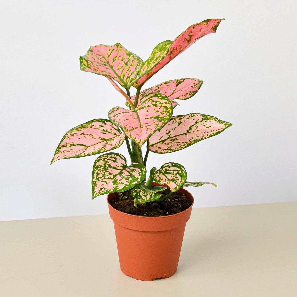 Chinese Evergreen 'Lady Valentine' - Garden Gets