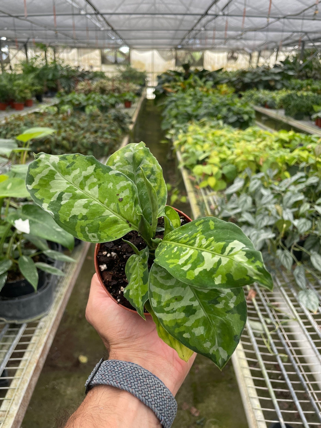 Chinese Evergreen Pictum Tricolor - Garden Gets