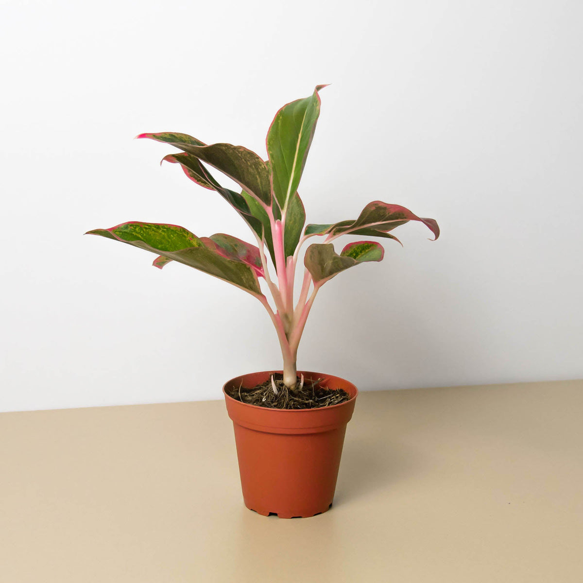 Chinese Evergreen 'Red Siam' - Garden Gets