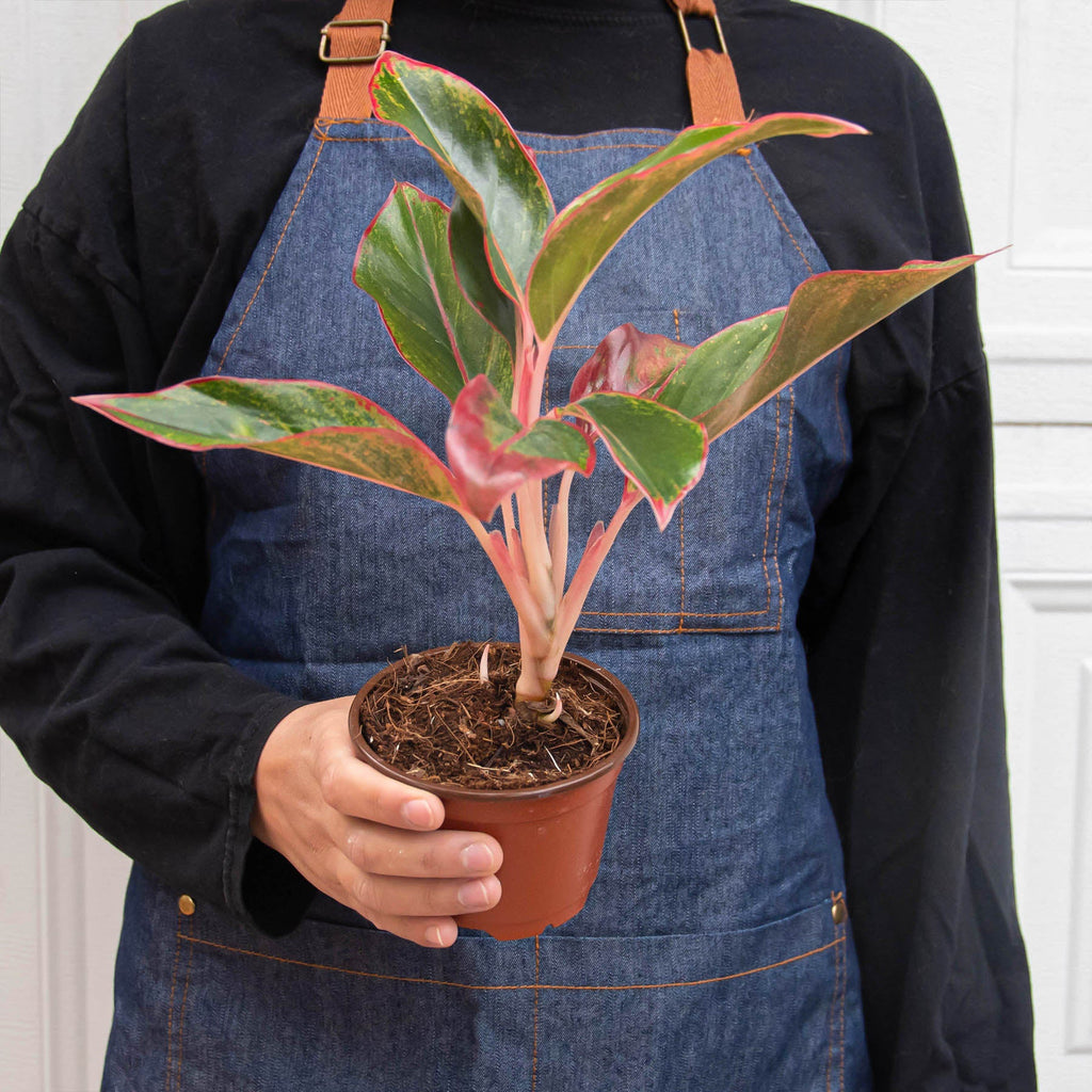 Chinese Evergreen 'Red Siam' - Garden Gets