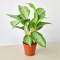 Chinese Evergreen 'Silver Bay' - Garden Gets