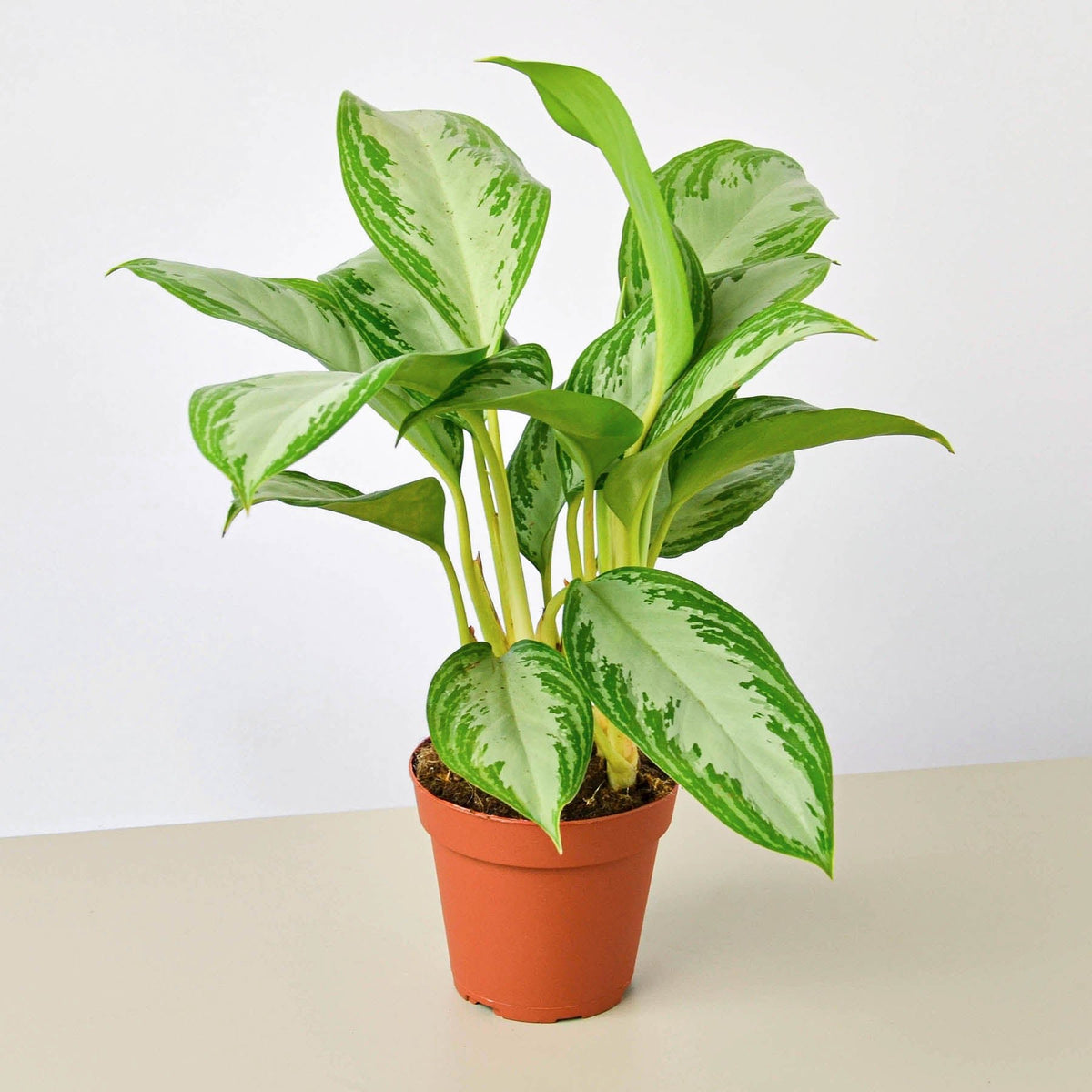 Chinese Evergreen 'Silver Bay' - Garden Gets
