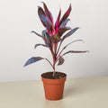 Cordyline 'Calypso Queen' - Garden Gets