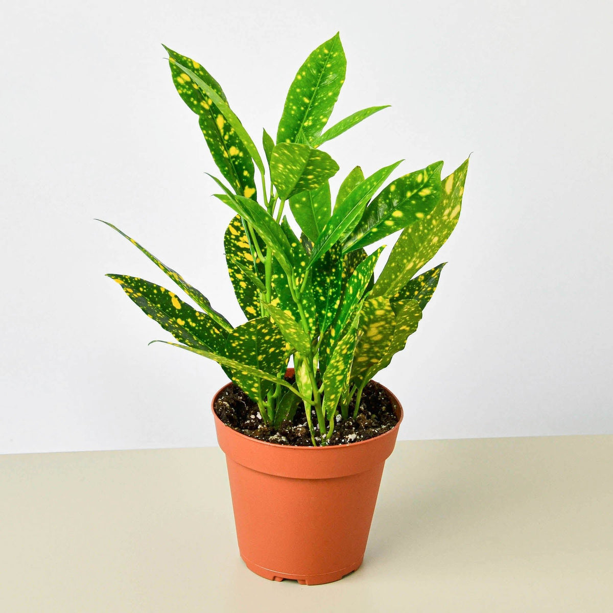 Croton 'Gold Dust' - Garden Gets