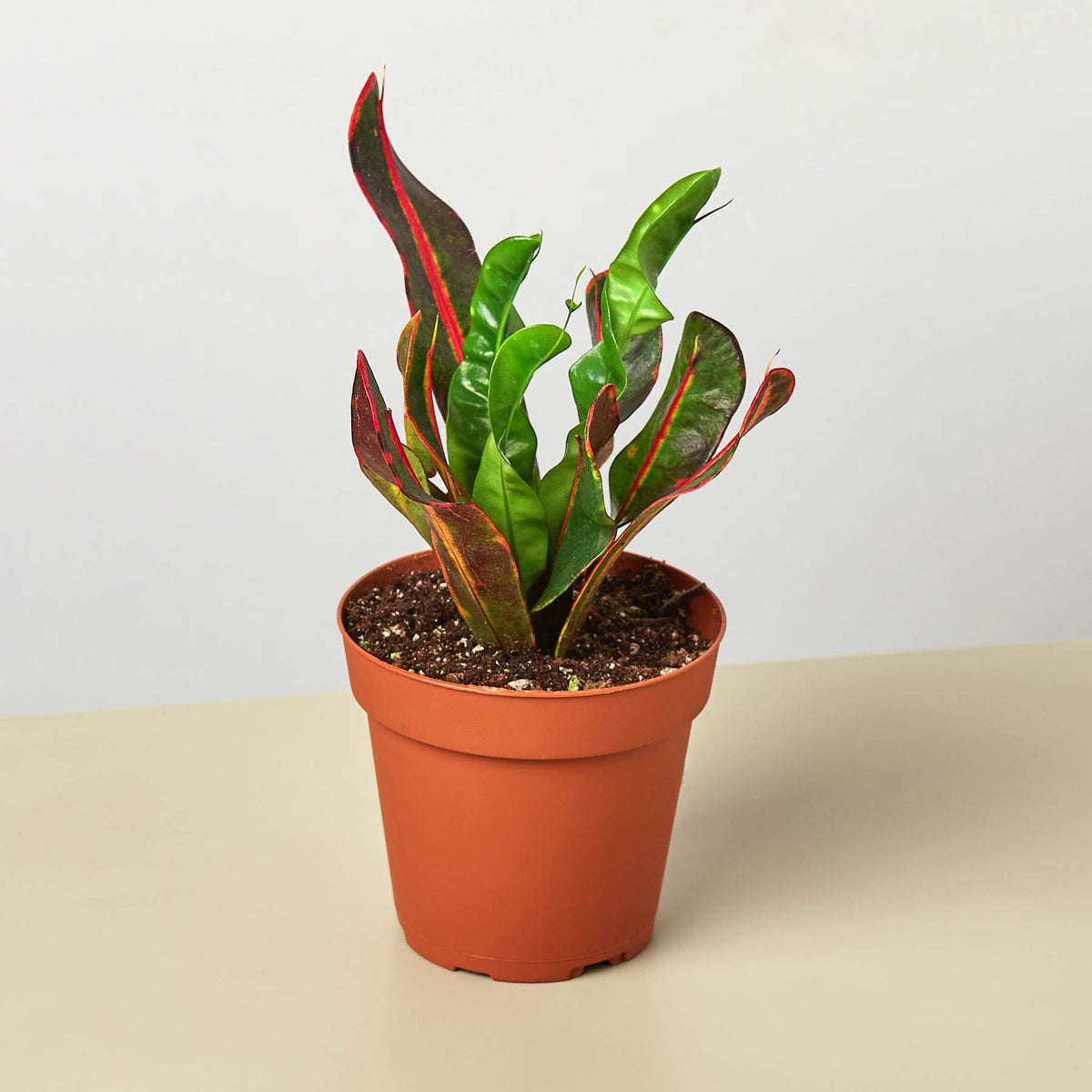 Croton Mammy - Garden Gets