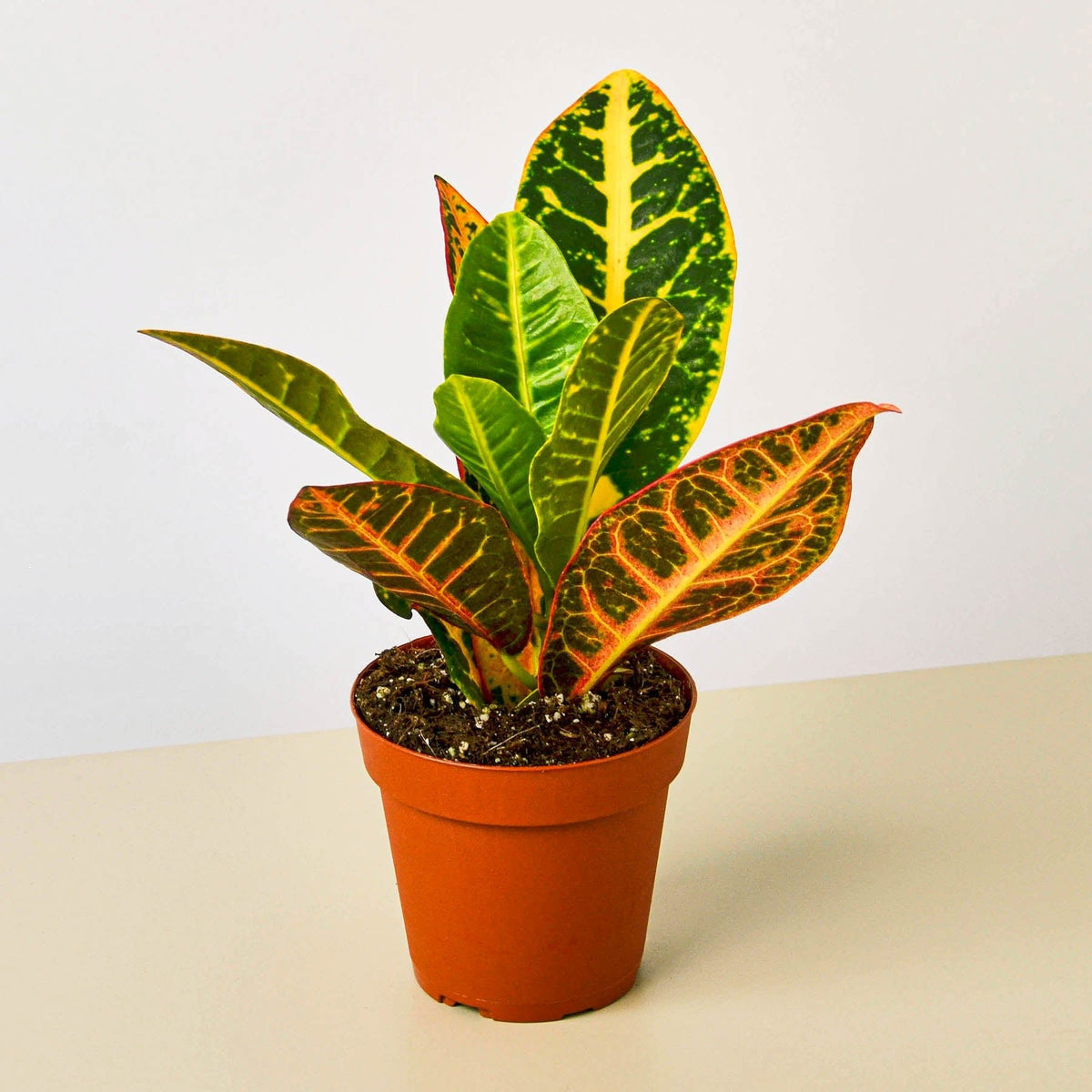 Croton Petra 'Joseph's Coat' - Garden Gets