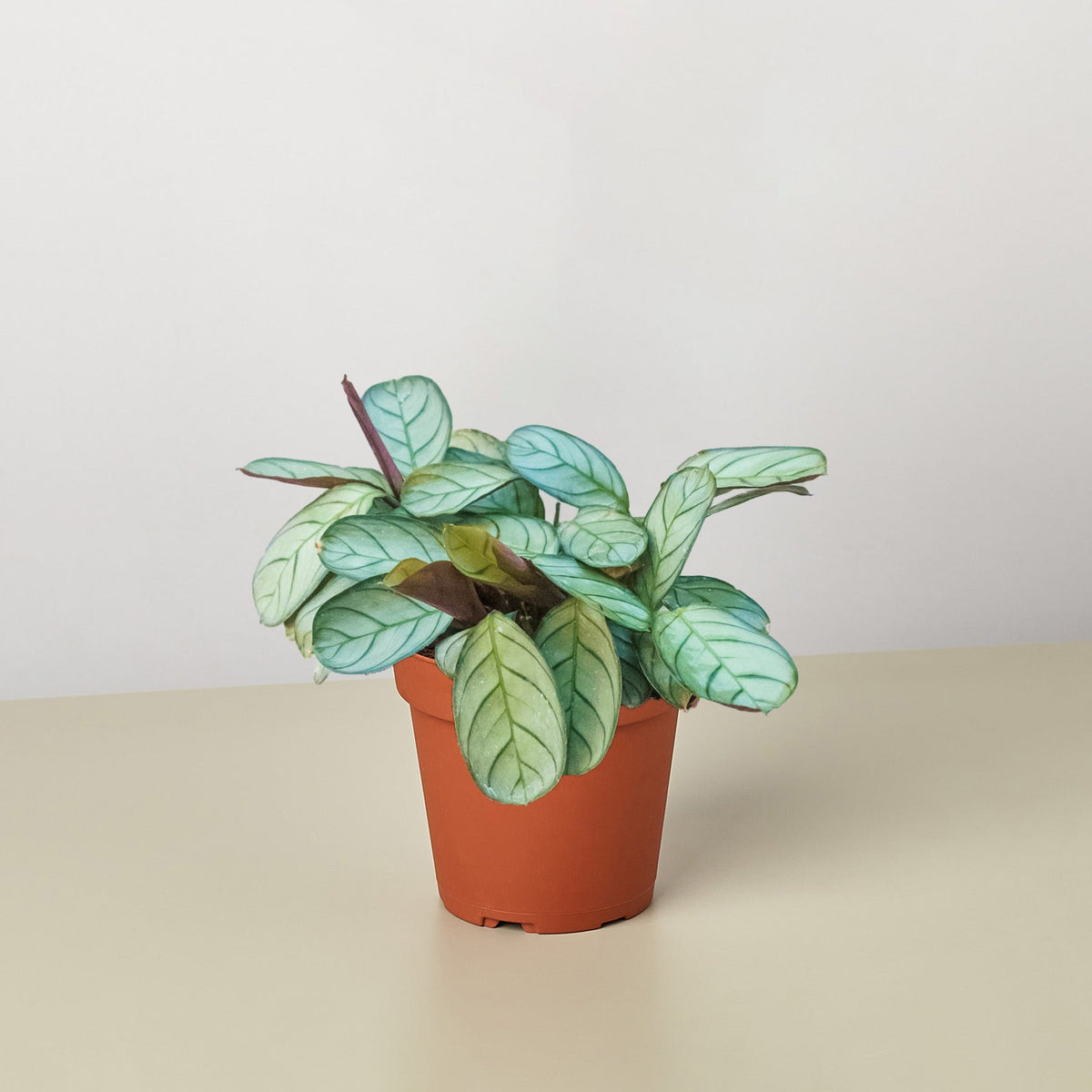 Ctenanthe burle-marxii 'Amagris' - Garden Gets