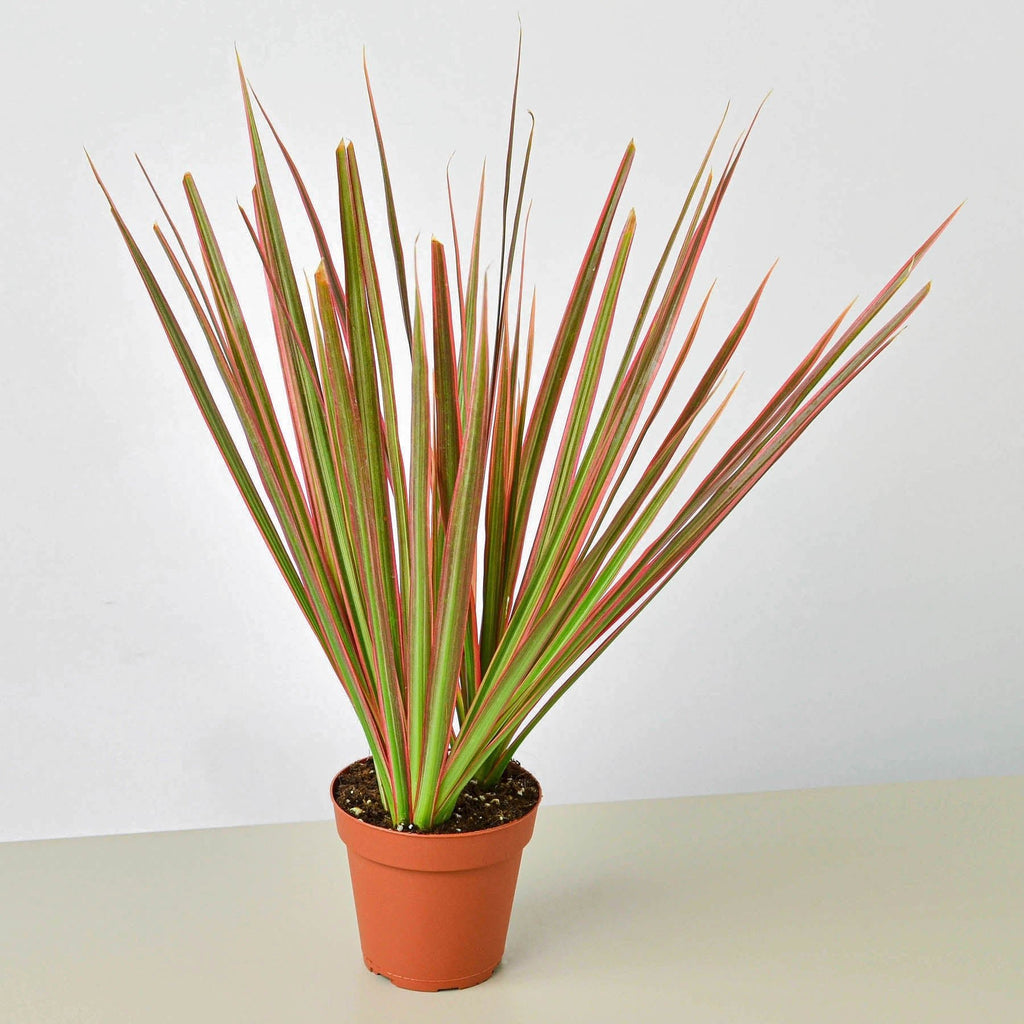 Dracaena 'Colorama' - Garden Gets