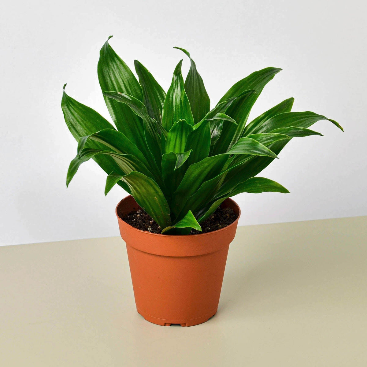 Dracaena 'Janet Craig' - Garden Gets