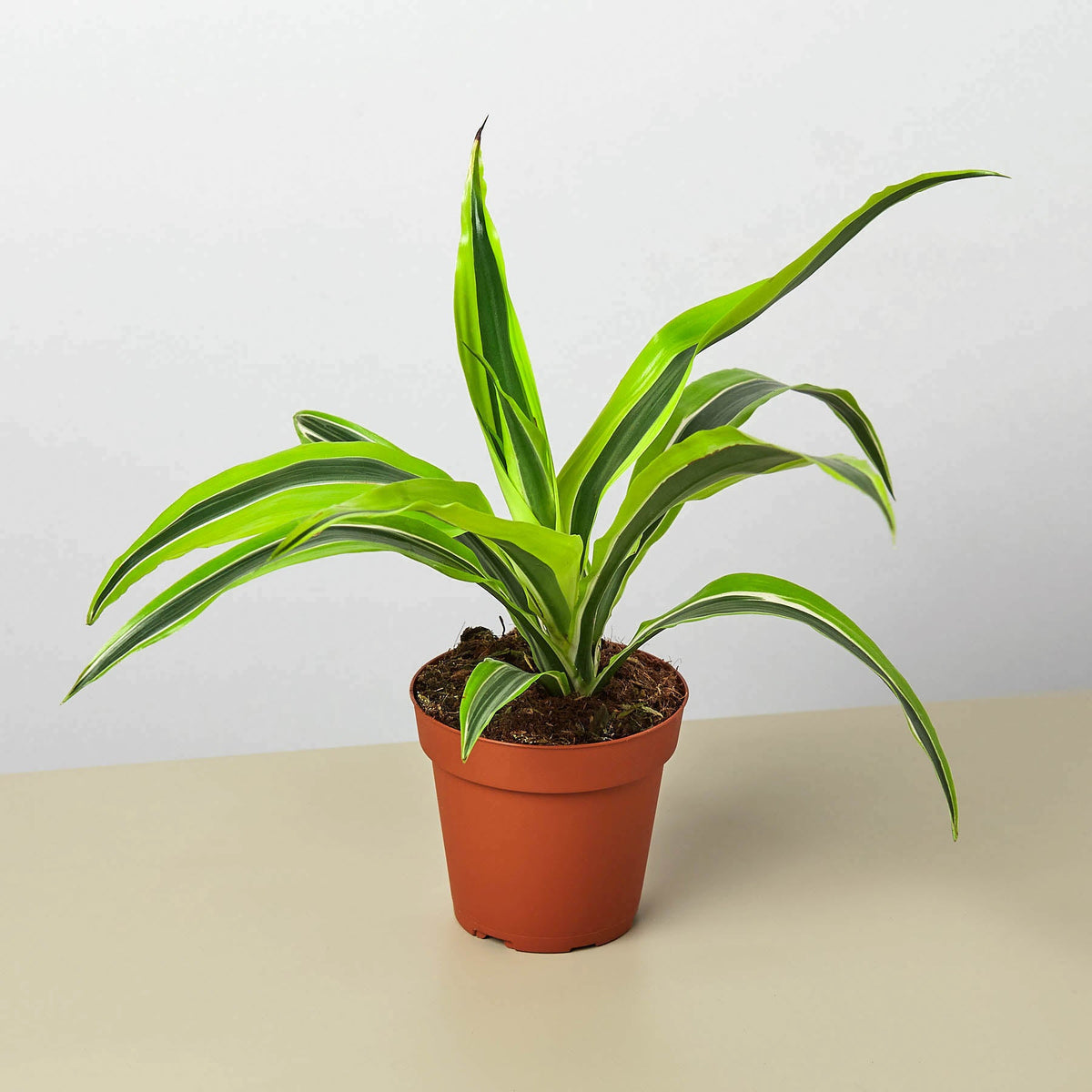 Dracaena 'Lemon Lime' - Garden Gets