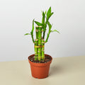 Dracaena 'Lucky Bamboo' - Garden Gets